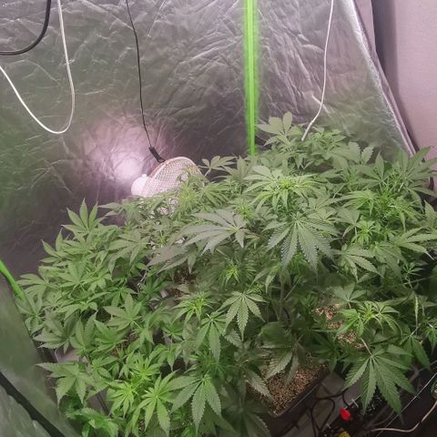 Northern Lights growlog timeline photo