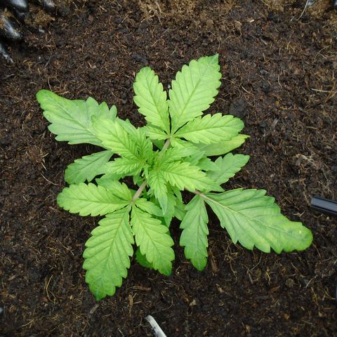 Auto Orange Bud growlog timeline photo