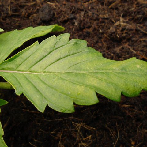 Auto Orange Bud growlog timeline photo