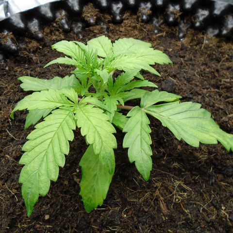 Auto Orange Bud growlog timeline photo