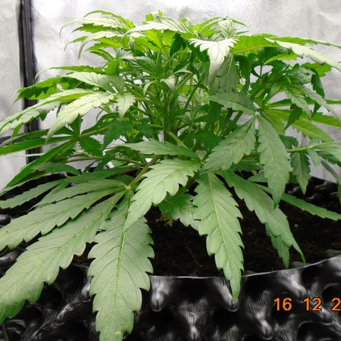 Auto Orange Bud growlog timeline photo