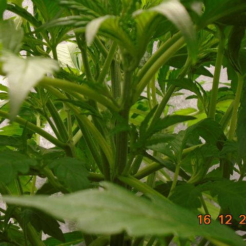 Auto Orange Bud growlog timeline photo
