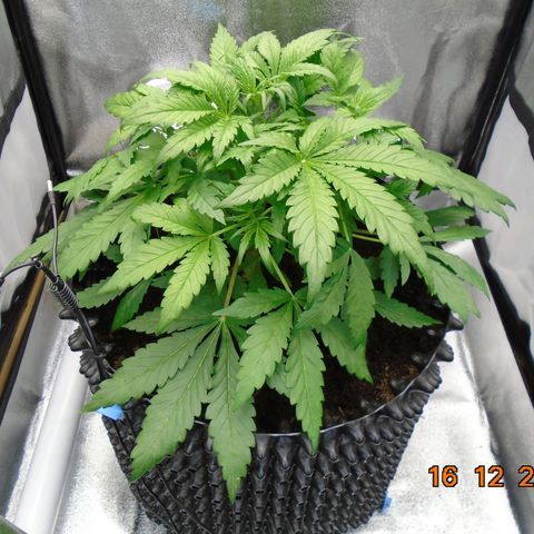 Auto Orange Bud growlog timeline photo