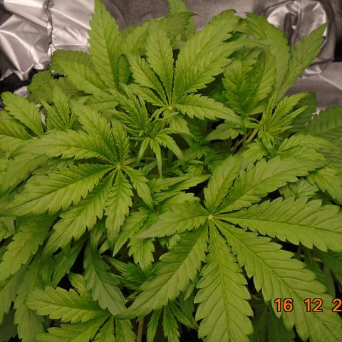 Auto Orange Bud growlog timeline photo