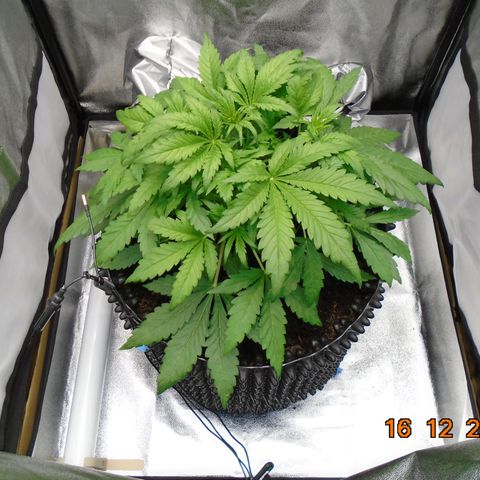 Auto Orange Bud growlog timeline photo