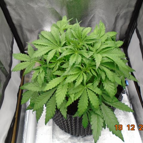 Auto Orange Bud growlog timeline photo
