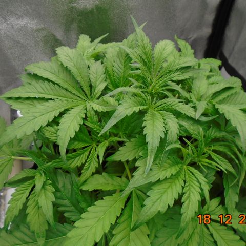 Auto Orange Bud growlog timeline photo