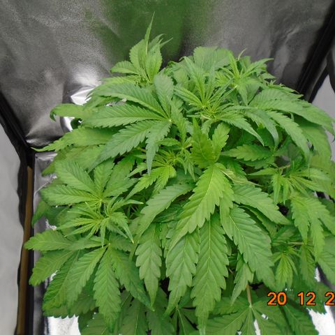 Auto Orange Bud growlog timeline photo