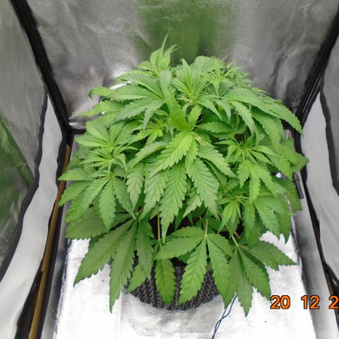 Auto Orange Bud growlog timeline photo