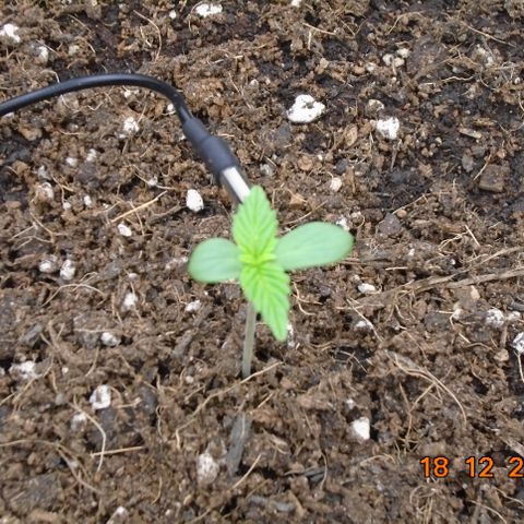 Auto Banana Blaze growlog timeline photo