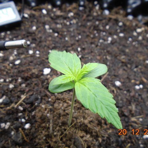 Auto Banana Blaze growlog timeline photo