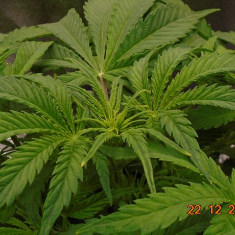 Auto Orange Bud growlog timeline photo