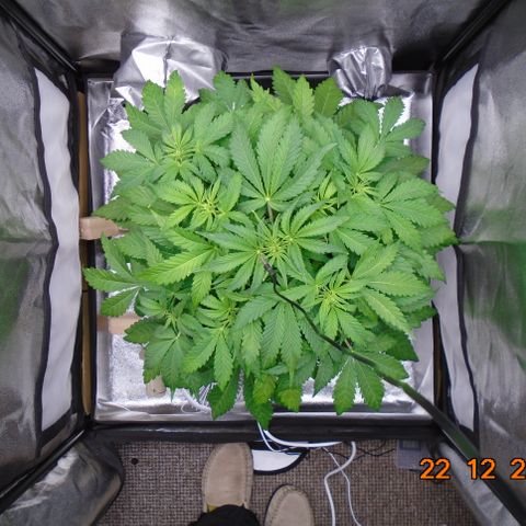 Auto Orange Bud growlog timeline photo