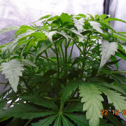 Auto Orange Bud growlog timeline photo