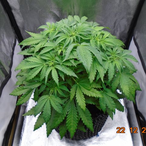 Auto Orange Bud growlog timeline photo