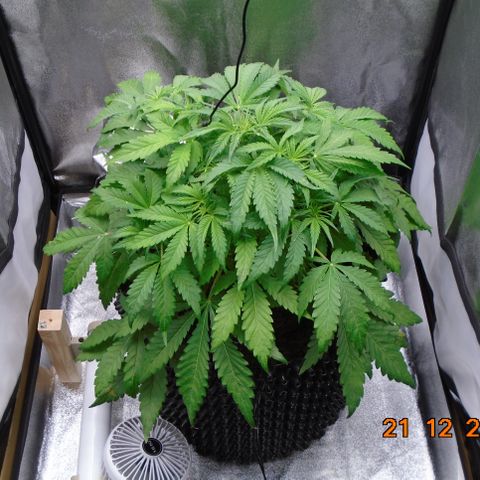 Auto Orange Bud growlog timeline photo