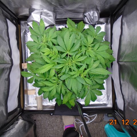 Auto Orange Bud growlog timeline photo