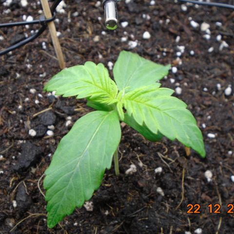 Auto Banana Blaze growlog timeline photo
