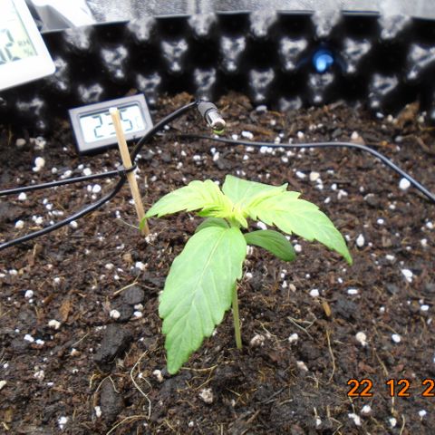 Auto Banana Blaze growlog timeline photo