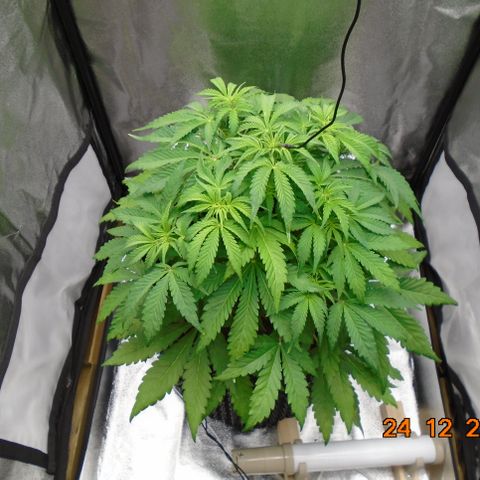Auto Orange Bud growlog photo: Roots now showing 16.5 from soil top, nice and white.