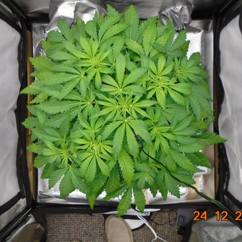 Auto Orange Bud growlog photo: Roots now showing 16.5 from soil top, nice and white.