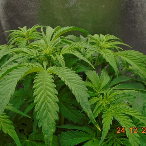 Auto Orange Bud growlog photo: Roots now showing 16.5 from soil top, nice and white.