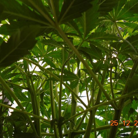Auto Orange Bud growlog photo: Full coverage of baby roots across base again all white. Final week of stretch definitely in action. Lights still 75% @ 55cm. Daily growth approx 1cm.