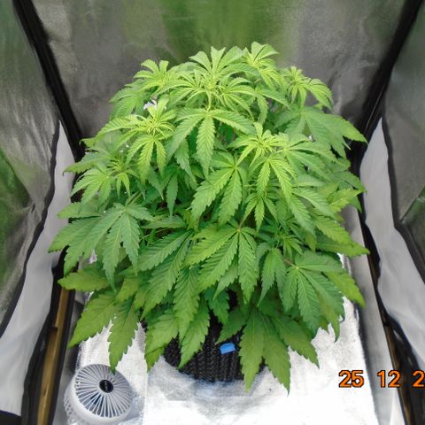 Auto Orange Bud growlog photo: Full coverage of baby roots across base again all white. Final week of stretch definitely in action. Lights still 75% @ 55cm. Daily growth approx 1cm.
