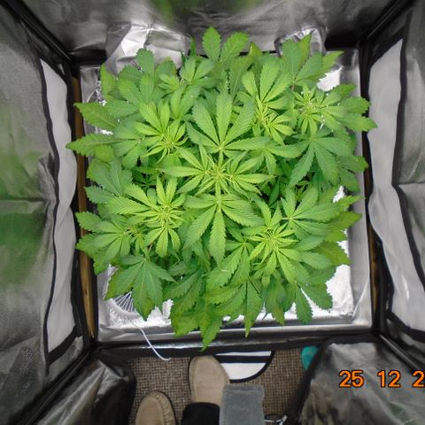 Auto Orange Bud growlog photo: Full coverage of baby roots across base again all white. Final week of stretch definitely in action. Lights still 75% @ 55cm. Daily growth approx 1cm.
