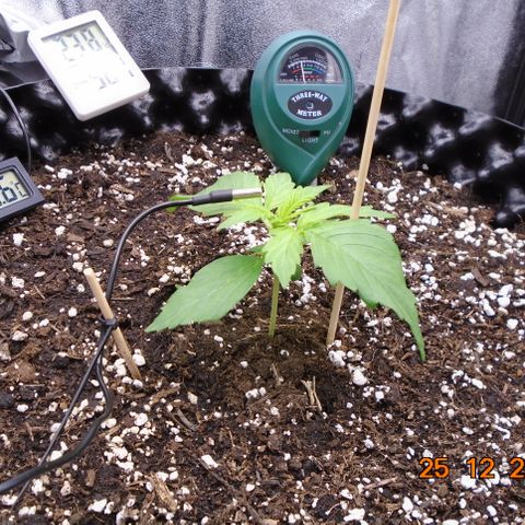 Auto Banana Blaze growlog timeline photo