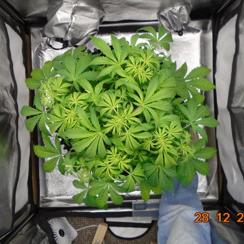 Auto Orange Bud growlog photo: Pruned some older large leaf and a few higher up covering bud sites lower down.