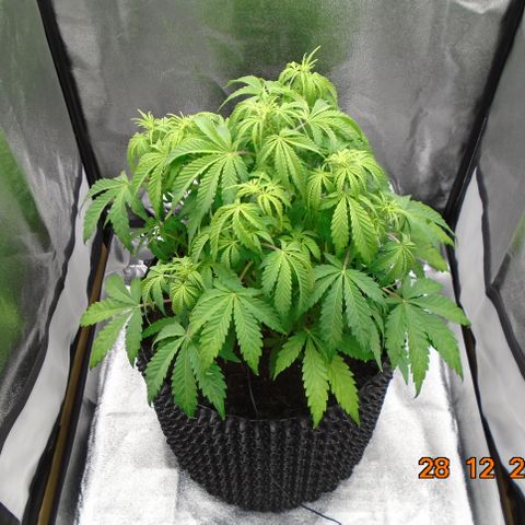 Auto Orange Bud growlog photo: Pruned some older large leaf and a few higher up covering bud sites lower down.