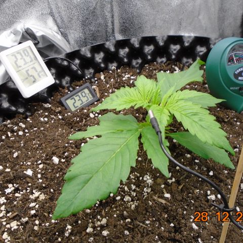 Auto Banana Blaze growlog timeline photo