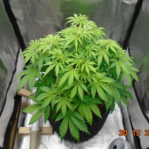 Auto Orange Bud growlog timeline photo