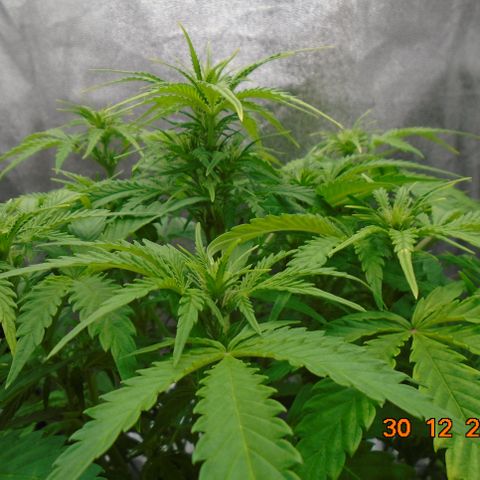 Auto Orange Bud growlog timeline photo