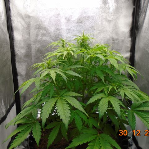 Auto Orange Bud growlog timeline photo