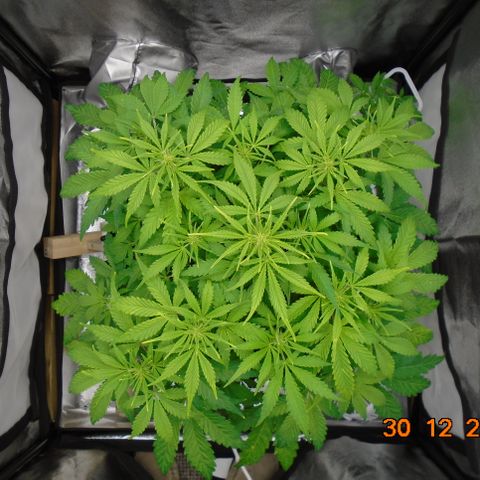 Auto Orange Bud growlog timeline photo
