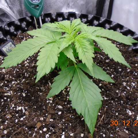 Auto Banana Blaze growlog photo: Vegging up nice and strong.