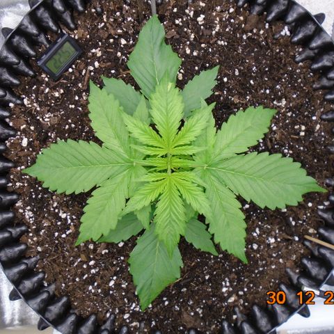 Auto Banana Blaze growlog photo: Vegging up nice and strong.