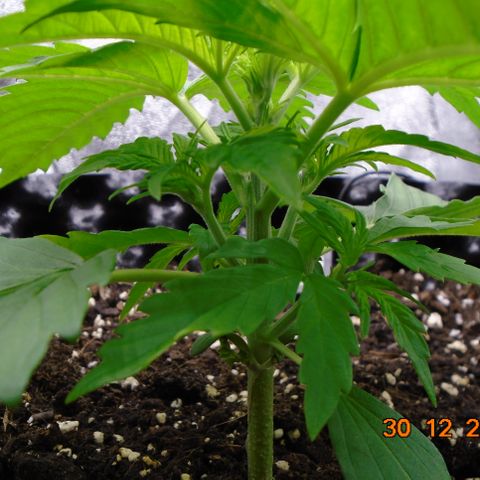 Auto Banana Blaze growlog photo: Vegging up nice and strong.