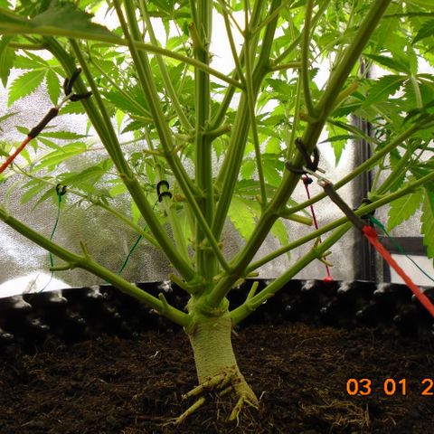 Auto Orange Bud growlog photo: Roots happy, bud sites happy, air flow good.