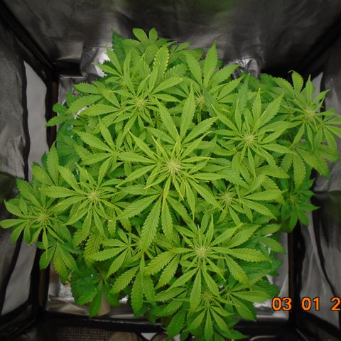 Auto Orange Bud growlog photo: Roots happy, bud sites happy, air flow good.