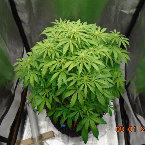 Auto Orange Bud growlog photo: Roots happy, bud sites happy, air flow good.