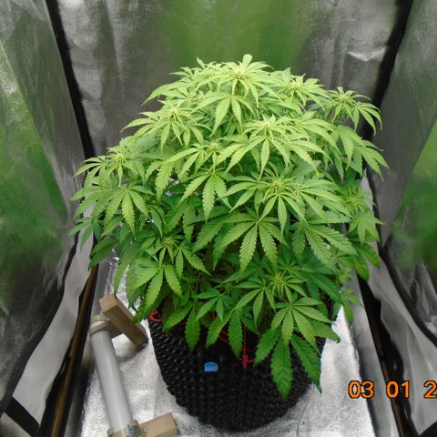 Auto Orange Bud growlog timeline photo