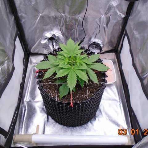 Auto Banana Blaze growlog photo: Oh the symmetry!