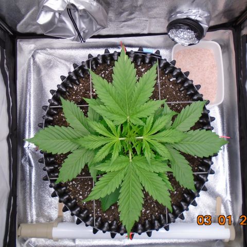 Auto Banana Blaze growlog timeline photo