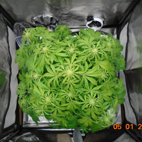 Auto Orange Bud growlog photo: Just thought she was looking particularly pretty today. 
