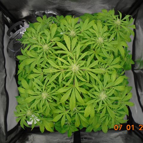 Auto Orange Bud growlog timeline photo