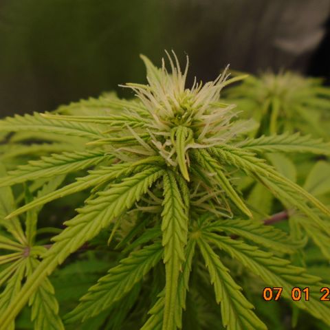 Auto Orange Bud growlog timeline photo