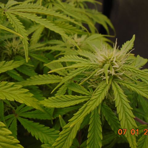 Auto Orange Bud growlog timeline photo